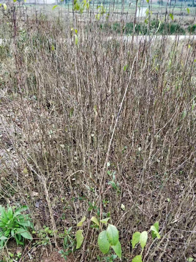 推荐杜仲苗药用重庆杜仲苗规格齐全价格实惠欢迎老板联系