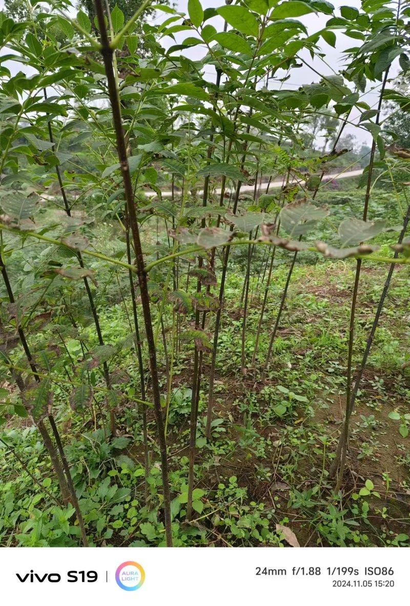 推荐杜仲苗药用重庆杜仲苗规格齐全价格实惠欢迎老板联系