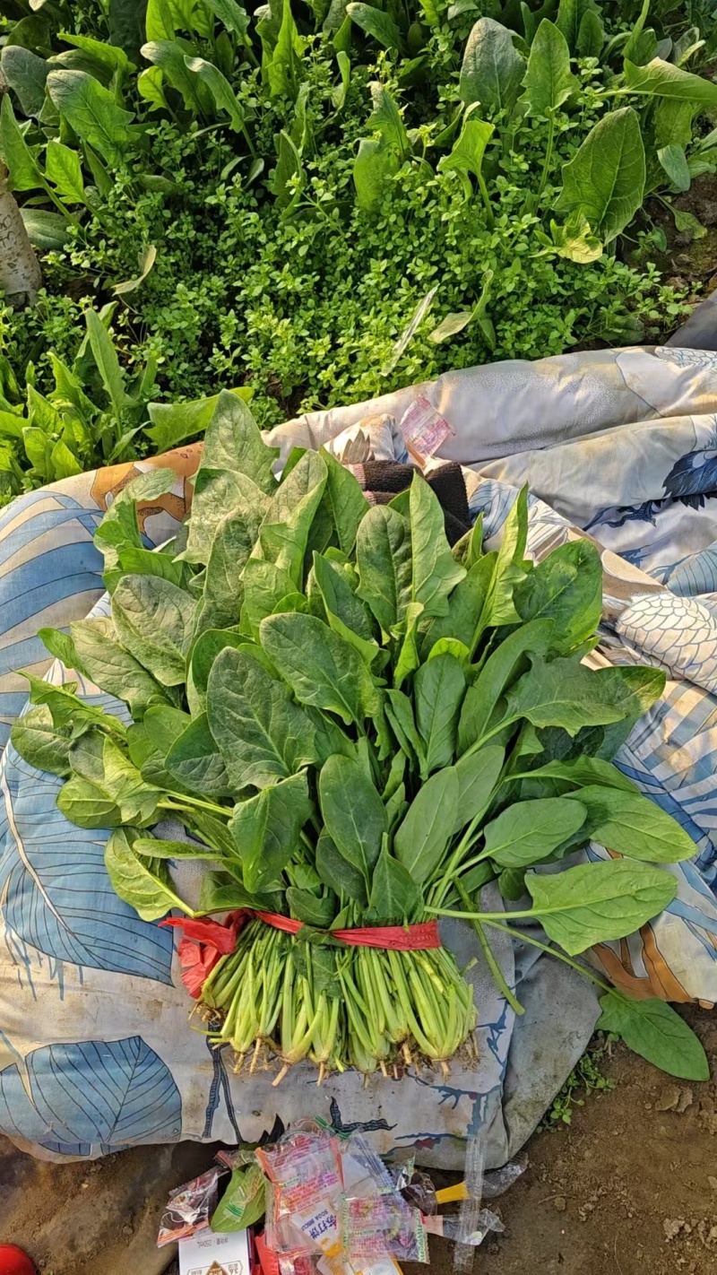 大叶菠菜质量很好，欢迎选购