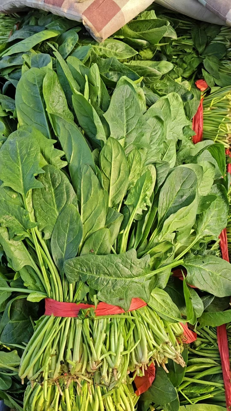 大叶菠菜质量很好，欢迎选购