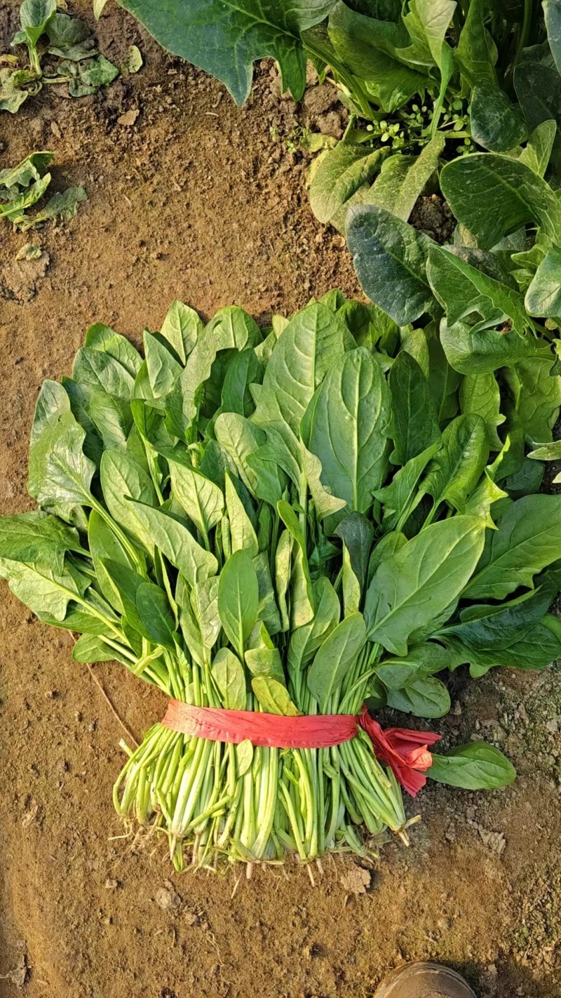 大叶菠菜质量很好，欢迎选购