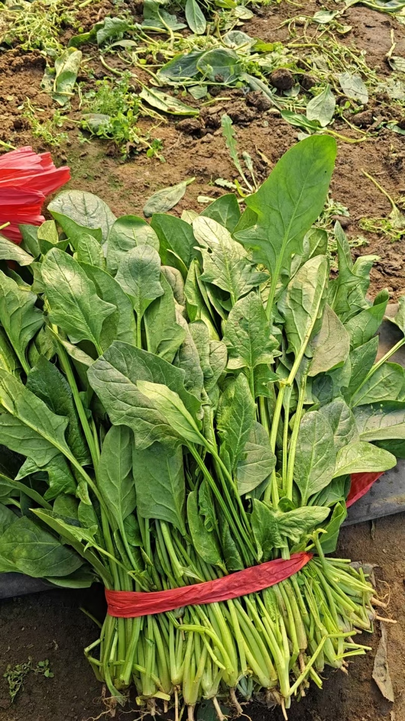 大叶菠菜质量很好，欢迎选购