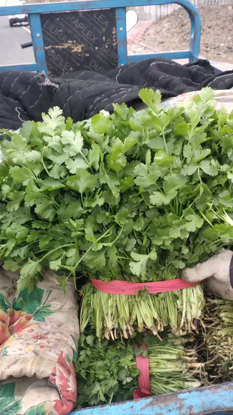大叶香菜30厘米，质量好，都是新割的，