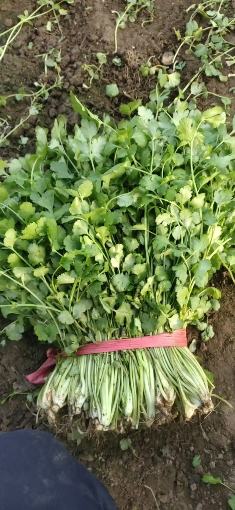 大叶香菜30厘米，质量好，都是新割的，