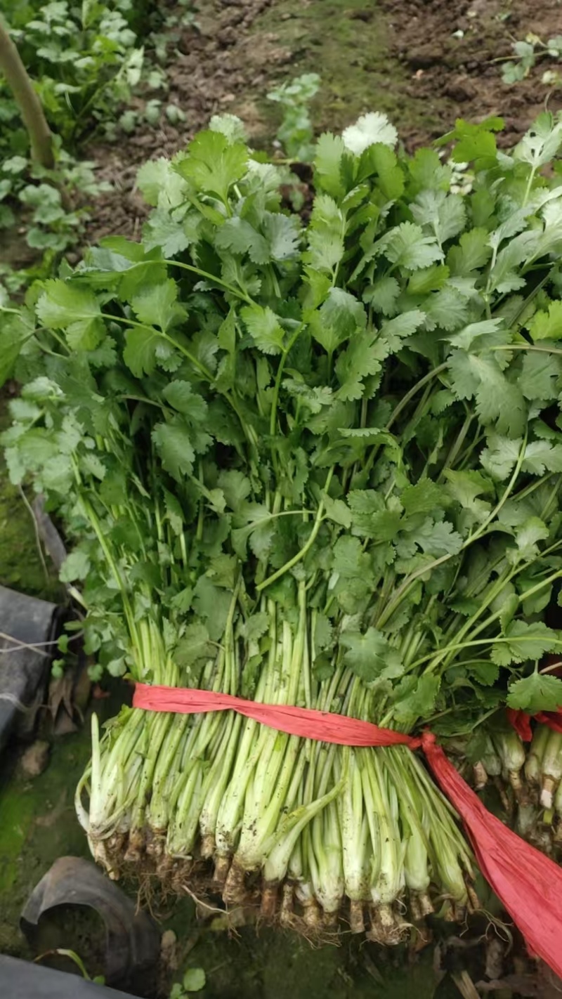 大叶香菜30厘米，质量好，都是新割的，