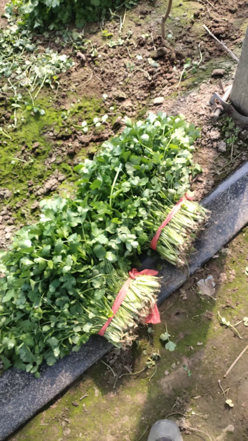 大叶香菜30厘米，质量好，都是新割的，