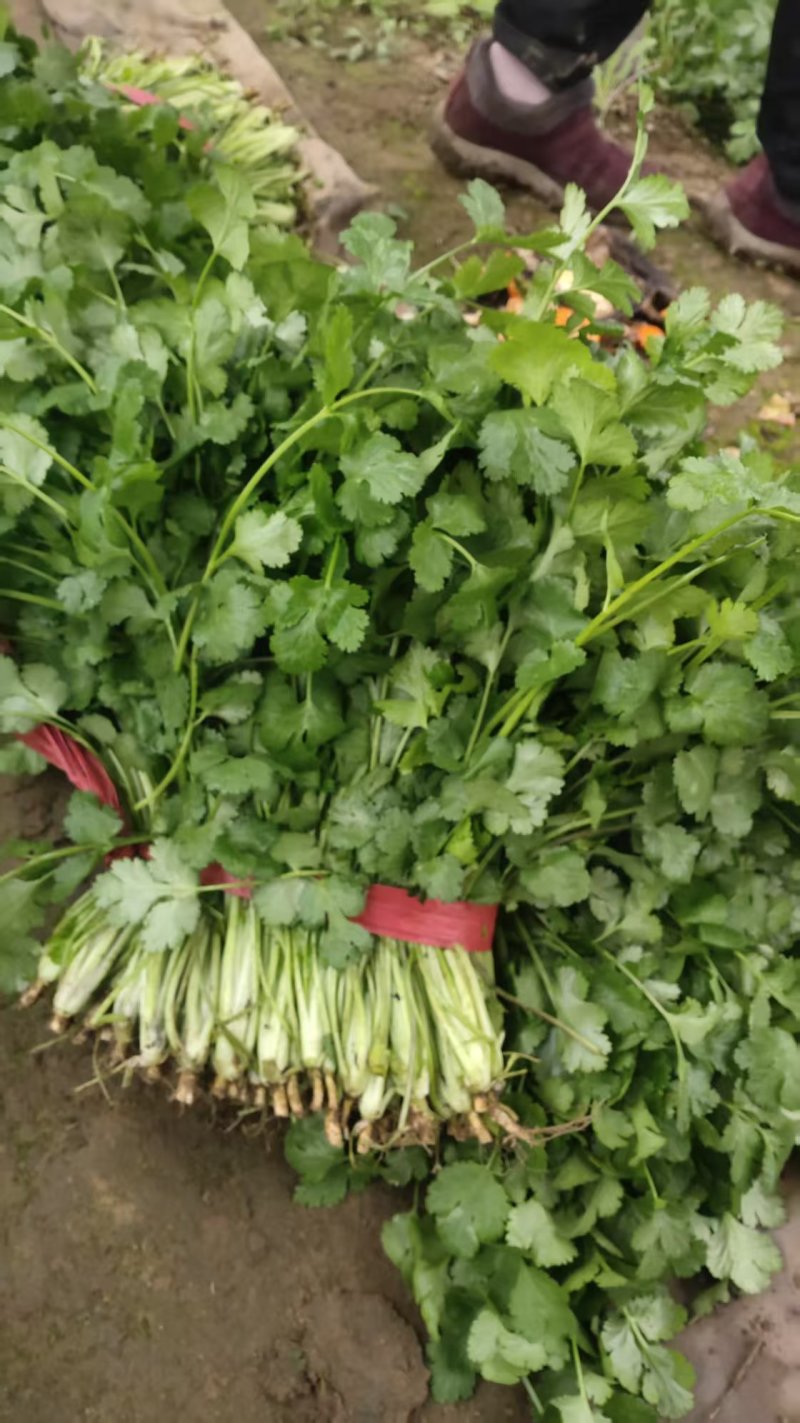 大叶香菜30厘米，质量好，都是新割的，