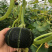 贝贝南瓜种子小南瓜雌花多易坐果肉厚而浓黄粉甜基地种植