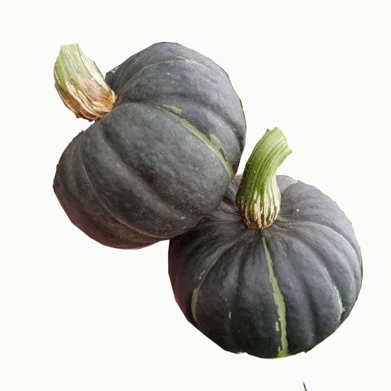 贝贝南瓜种子小南瓜雌花多易坐果肉厚而浓黄粉甜基地种植
