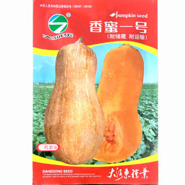 蜜本南瓜种子香蜜一号老瓜果深红色连续座果耐热耐湿