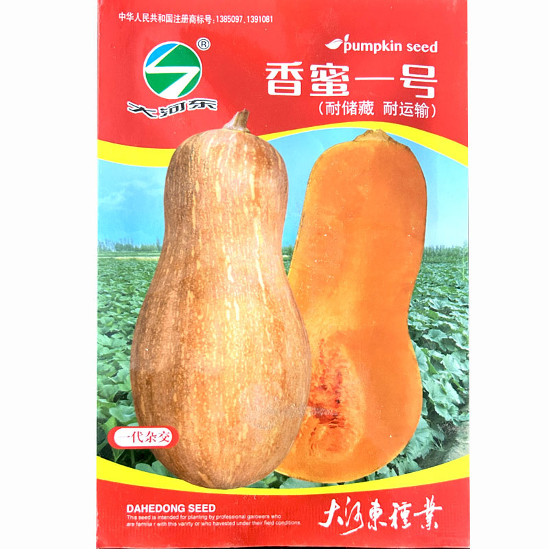 蜜本南瓜种子香蜜一号老瓜果深红色连续座果耐热耐湿