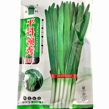 韭菜种子平科领秀韭菜耐寒无休眠直立大宽叶深绿色白根