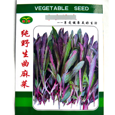 曲麻菜种子紫茎茎叶直立叶绿紫色苦麻菜种子