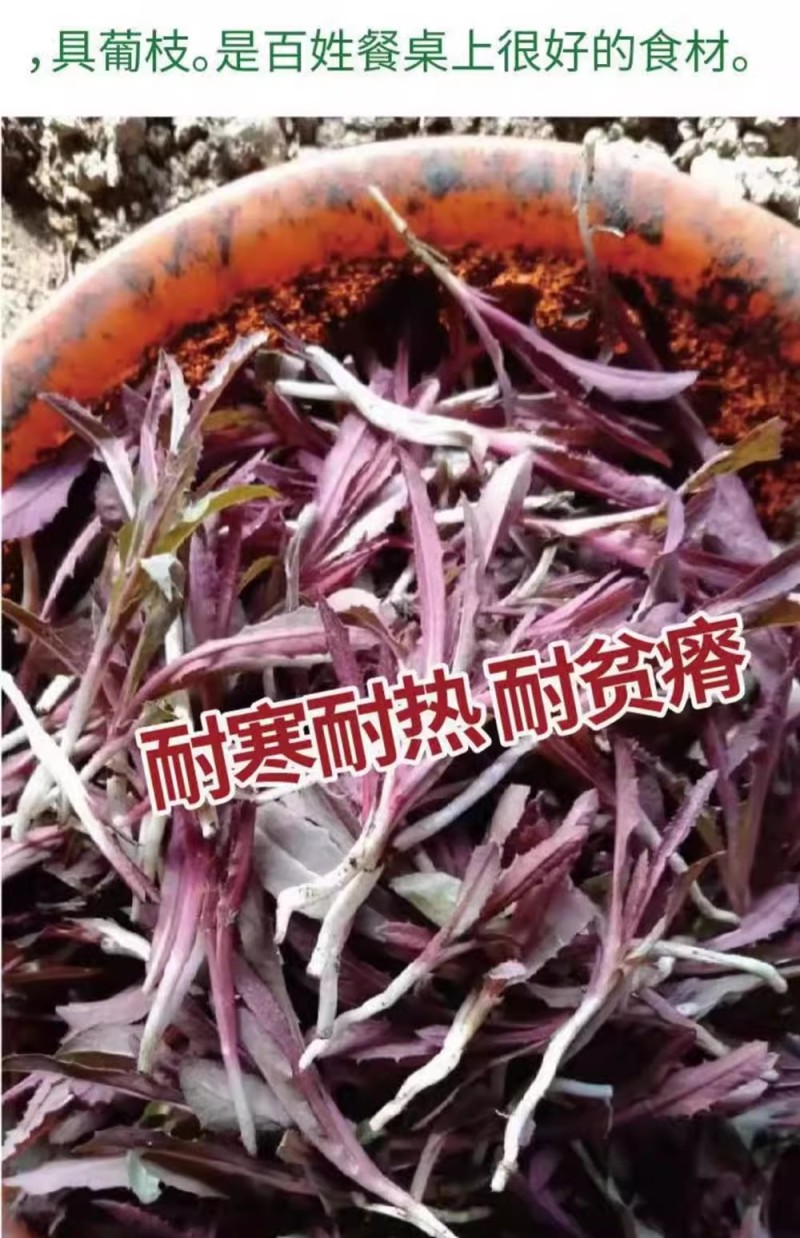 曲麻菜种子紫茎茎叶直立叶绿紫色苦麻菜种子