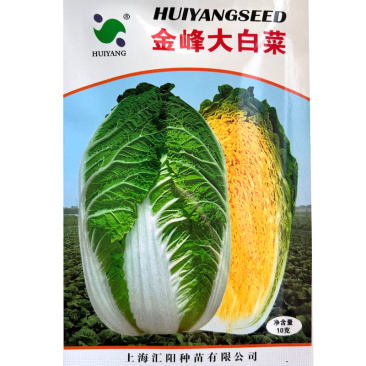 金峰大白菜种子早熟黄芯大白菜种子帮薄结球紧实