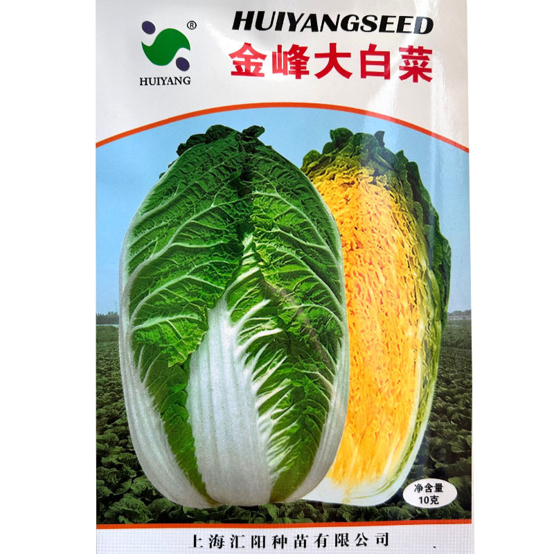 金峰大白菜种子早熟黄芯大白菜种子帮薄结球紧实