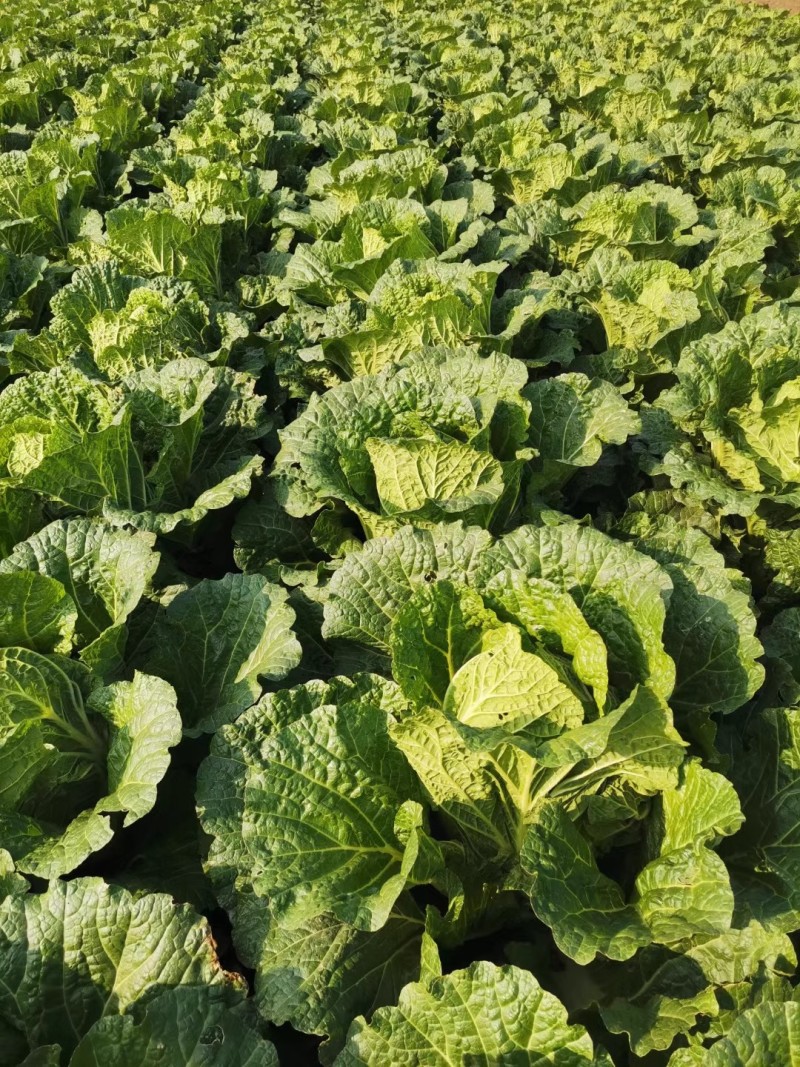 金峰大白菜种子早熟黄芯大白菜种子帮薄结球紧实