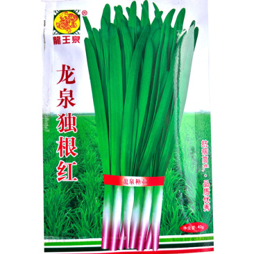 龙泉独根红韭菜种子红根品种香味浓抗寒耐高温高湿