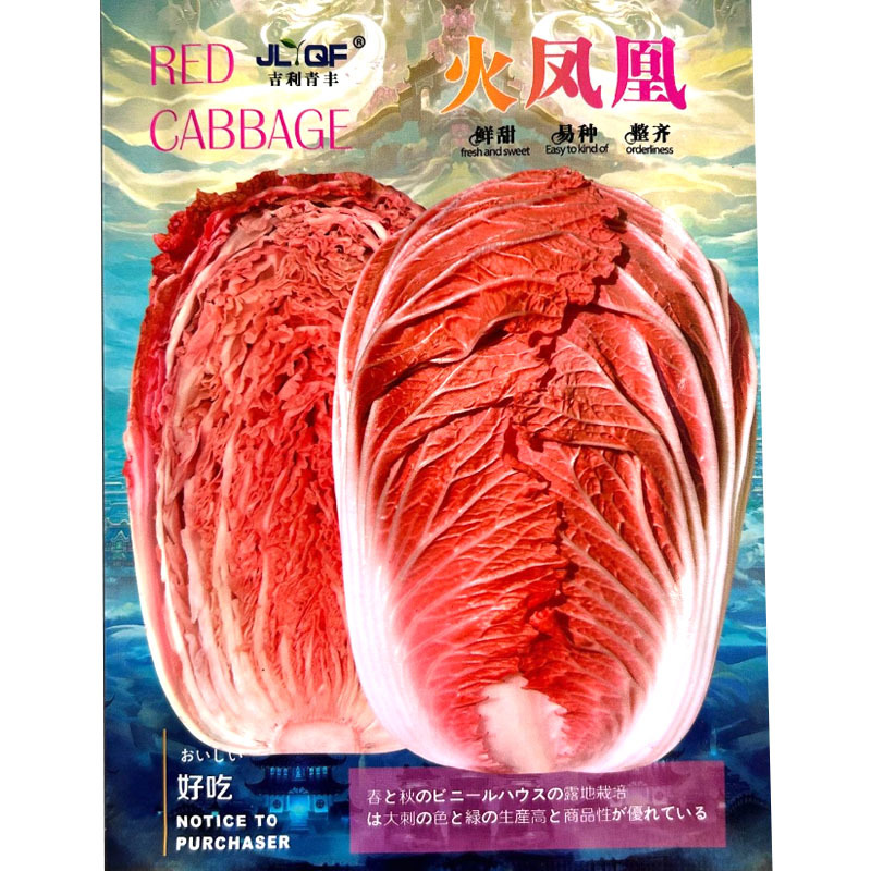 火凤凰白菜种子外叶绿色球叶合抱抗病耐寒耐贮运