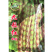 九粒红架豆种子早熟抗病结荚密耐涝耐湿耐高低温