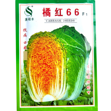 橘红66白菜种子颜色鲜艳桔红色结球紧实采收期长