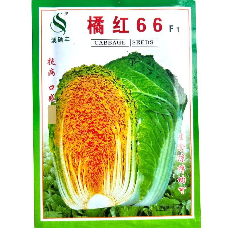 橘红66白菜种子颜色鲜艳桔红色结球紧实采收期长