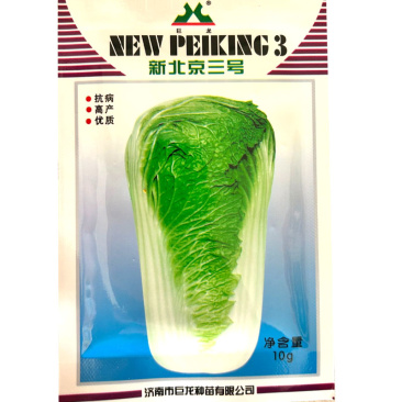 新北京三号白菜种子中晚熟包心紧实结球快