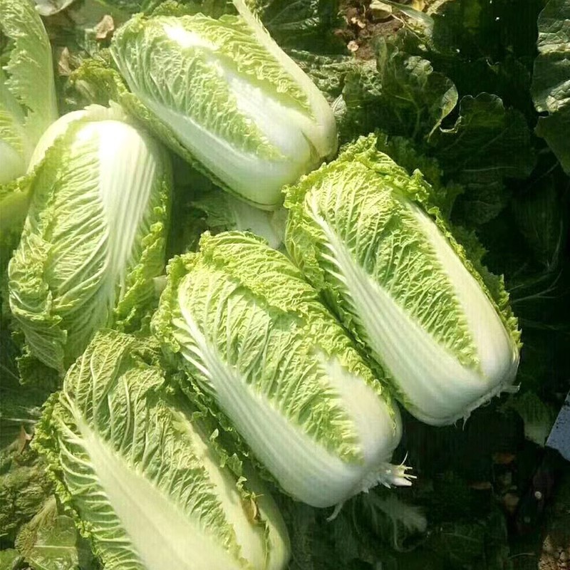 新北京三号白菜种子中晚熟包心紧实结球快