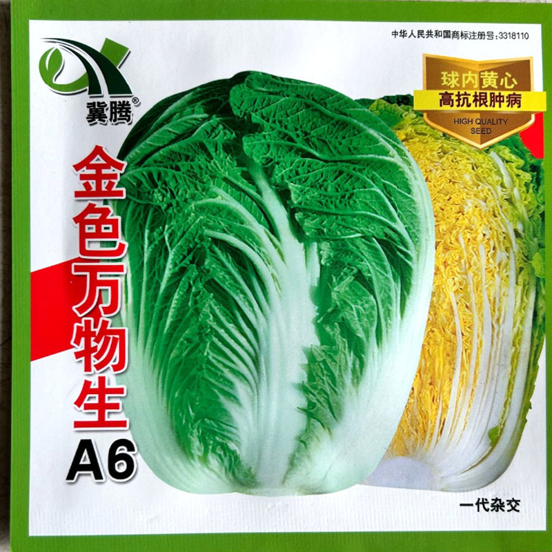 金色万物生大白菜种子球内黄心高抗根肿病叶球直筒型