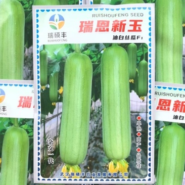 瑞恩新玉油白丝瓜种子果实中长圆筒形油亮白绿色