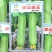 瑞恩新玉油白丝瓜种子果实中长圆筒形油亮白绿色