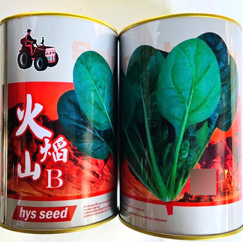 火焰山菠菜种子耐热耐抽苔抗死苗直立圆叶易捆扎