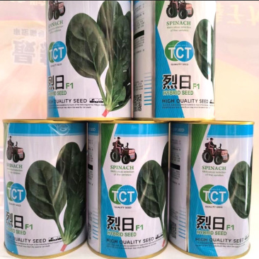 烈日菠菜种子抗病易捆扎叶肉厚颜色黑绿耐抽苔
