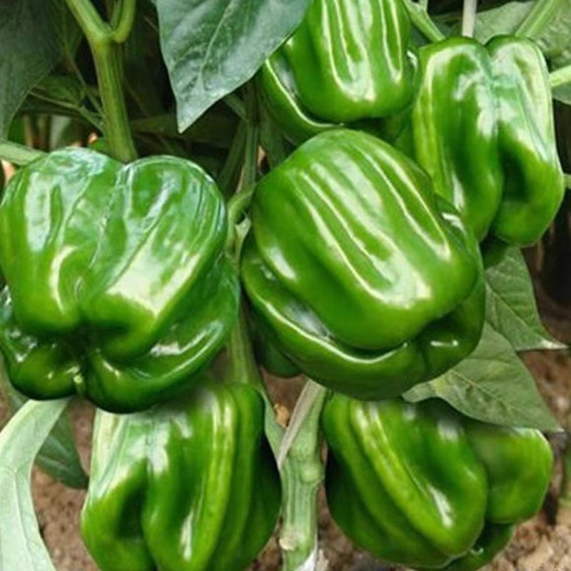 麻辣王子薄皮麻辣椒种子早熟辣椒适中皮薄肉脆