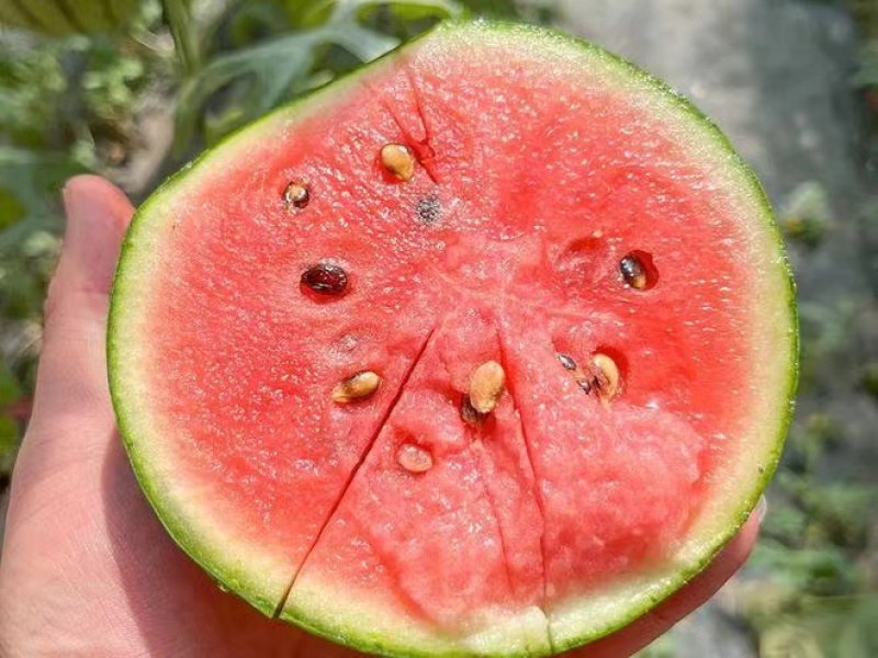 山东2K西瓜小糖丸西瓜冰糖子西瓜大量上市早春红玉产地直发