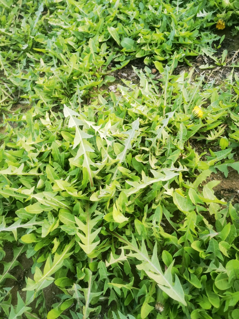 大地野生蒲公英【婆婆丁】无黄叶无黑叶产地直发可视频看货
