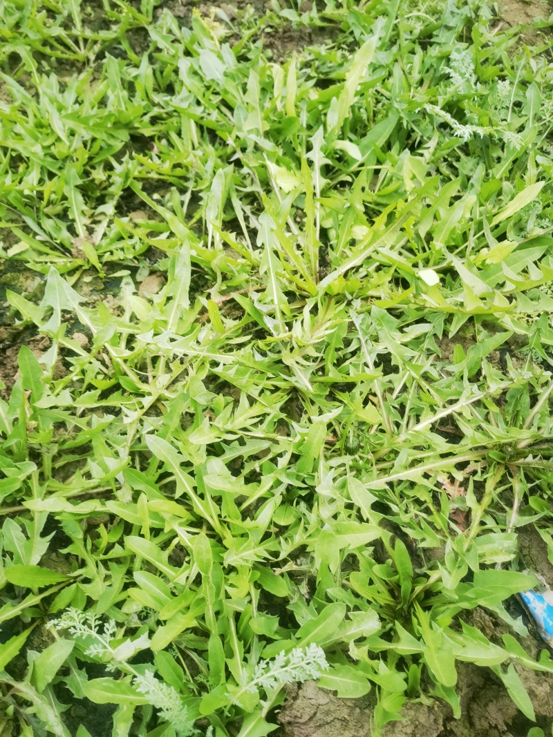 大地野生蒲公英【婆婆丁】无黄叶无黑叶产地直发可视频看货