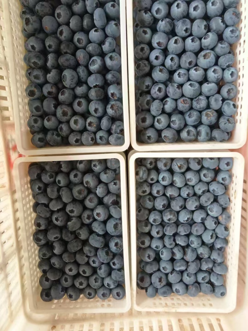 精品蓝莓大量有货蓝宝石蓝莓产地直发品质保证