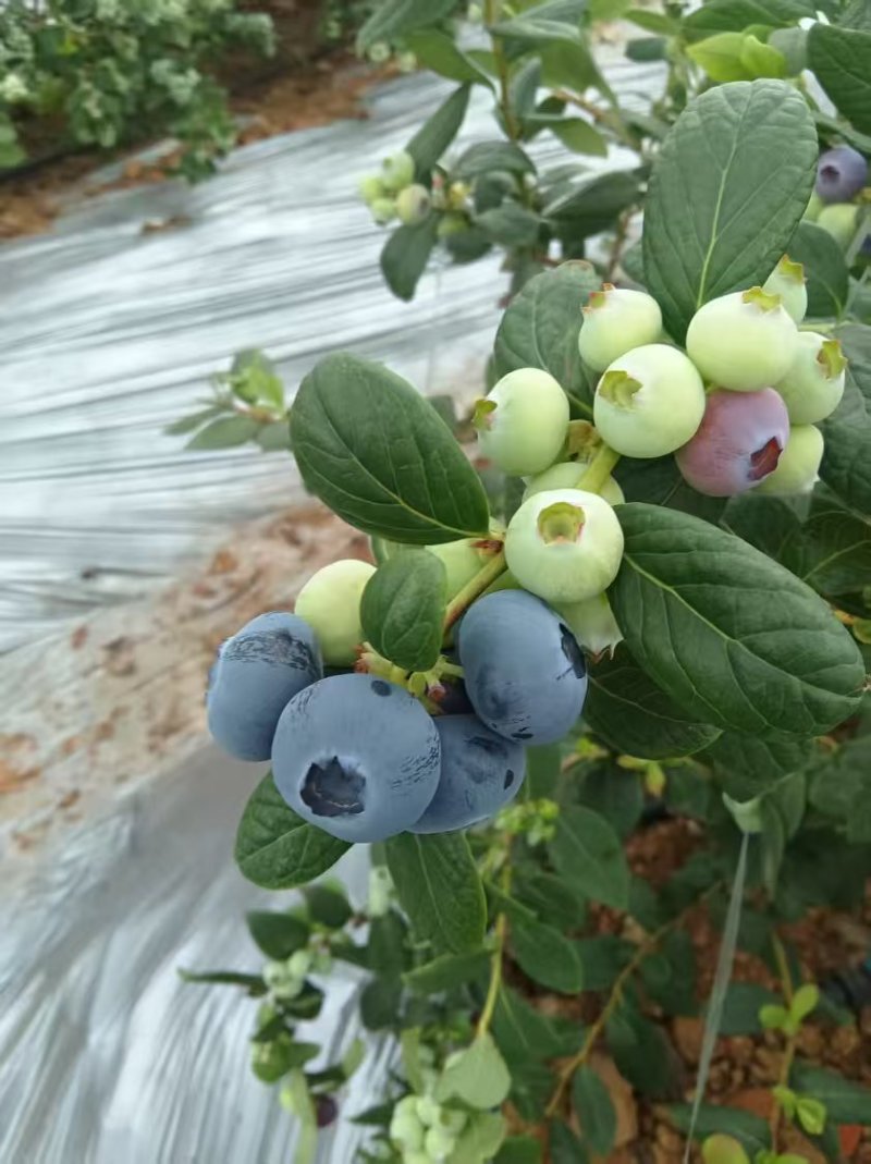 精品蓝莓大量有货蓝宝石蓝莓产地直发品质保证