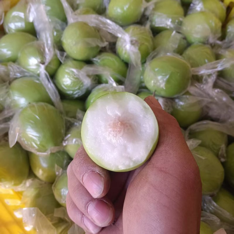 广西青枣牛奶枣大量现货供应，量大价优，对接全国客商，欢迎电联