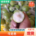 广西青枣牛奶枣大量现货供应，量大价优，对接全国客商，欢迎电联
