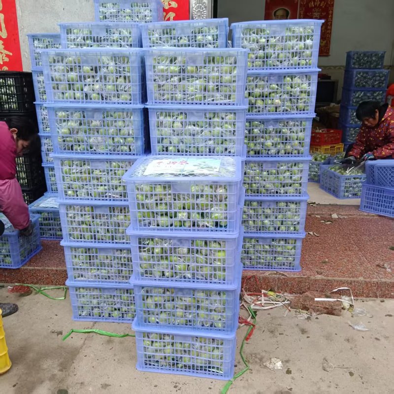 牛奶枣产地一手货源，脆甜多汁品质保证，欢迎电联