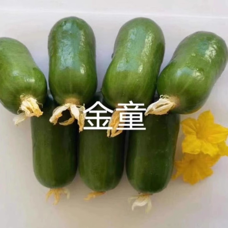 金童水果黄瓜种子早熟甜脆清爽光滑无刺色泽亮绿