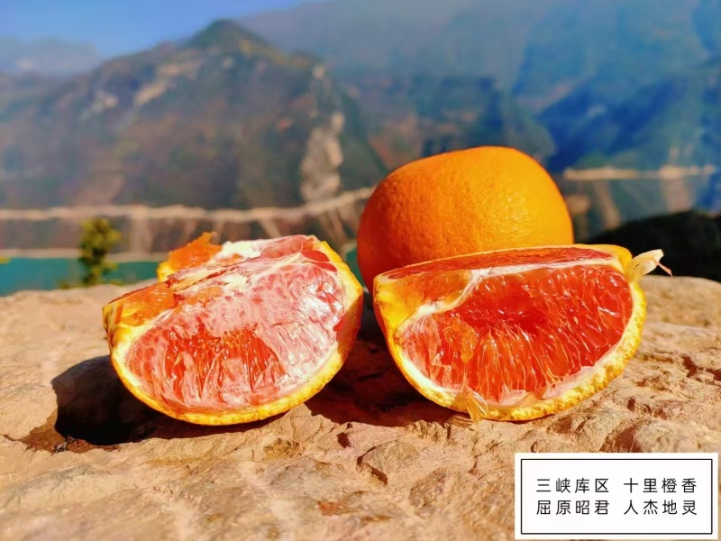 红橙湖北红橙大量供应皮薄多汁对接全国市场电商