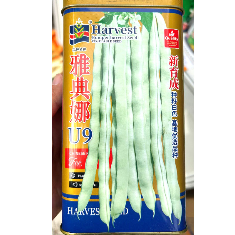 雅曲娜U9架豆种子中早熟架豆豆荚嫩白条直不打弯
