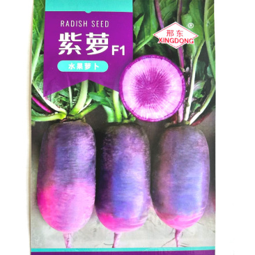 紫萝水果萝卜种子三系杂交耐热抗病脆嫩有甜味