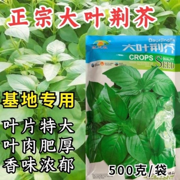 大叶荆芥种子河南荆芥小青菜盆栽籽种耐热荆芥春秋四季菜种籽