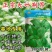 大叶荆芥种子河南荆芥小青菜盆栽籽种耐热荆芥春秋四季菜种籽