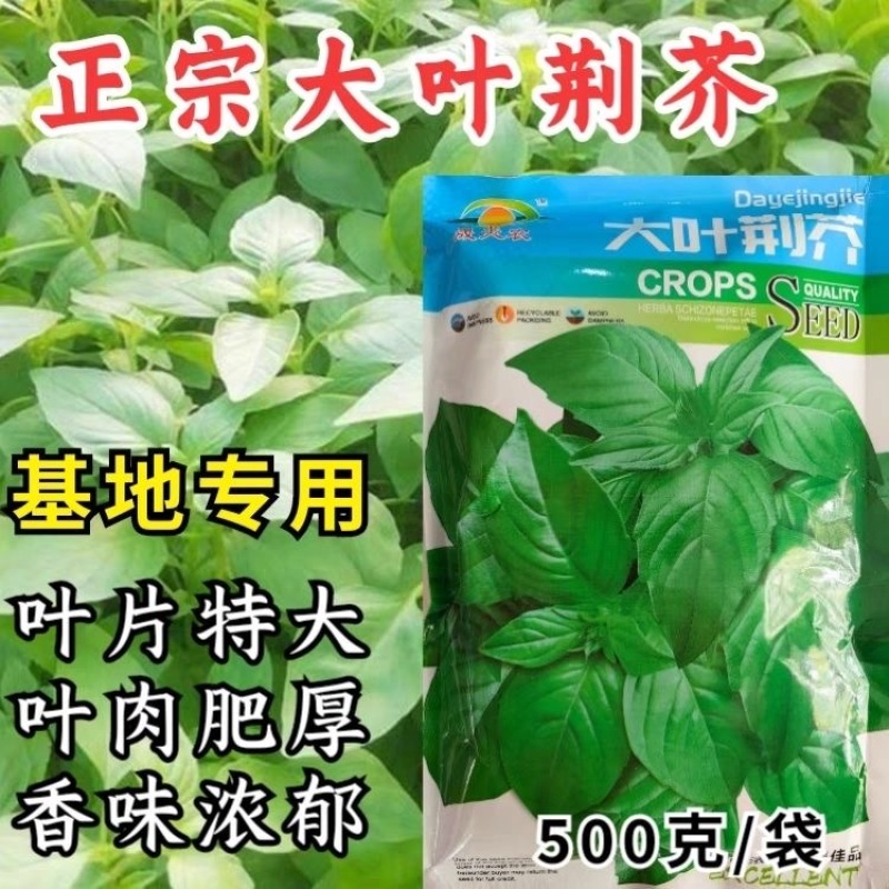 大叶荆芥种子河南荆芥小青菜盆栽籽种耐热荆芥春秋四季菜种籽