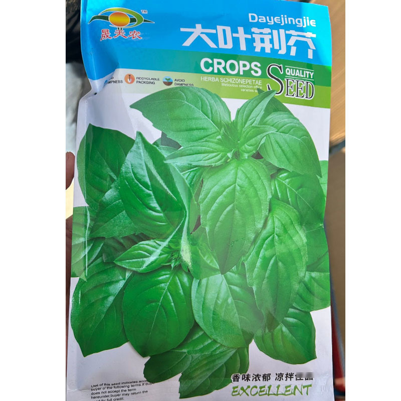大叶荆芥种子河南荆芥小青菜盆栽籽种耐热荆芥春秋四季菜种籽